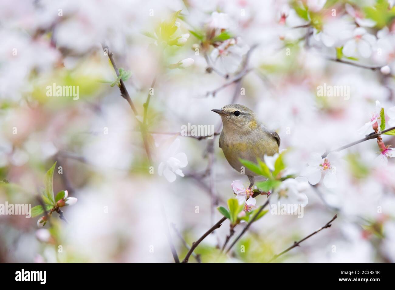 Eine Tennessee-Walmerin schaufelt sich in Torontos`s beliebten Rosetta McClain Gardens für ein Essen unter den Kirschblüten. Stockfoto